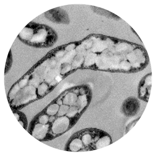 PHA granules in the bacterium 